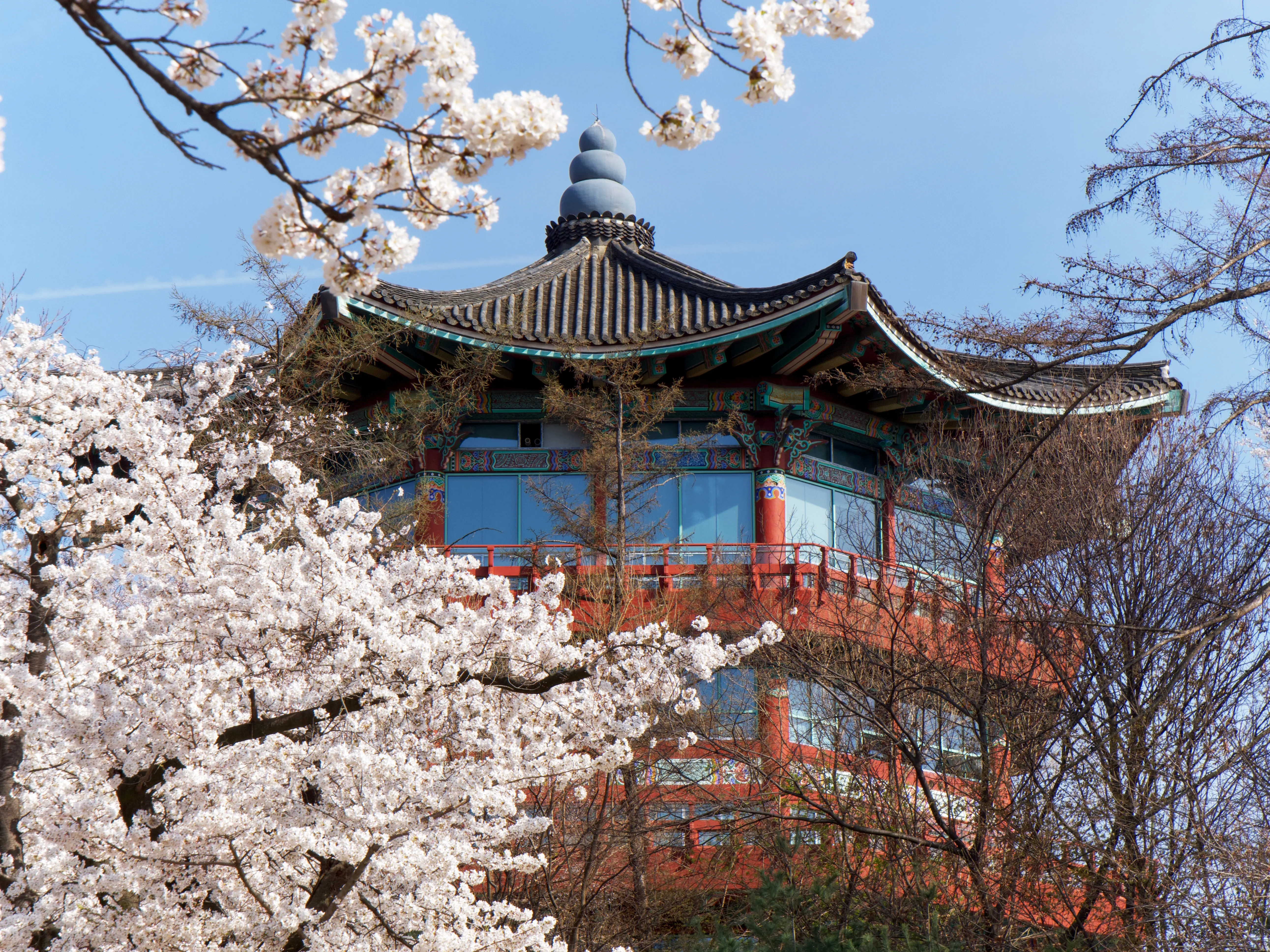 Cherry Blossoms Gallery - Picture 9